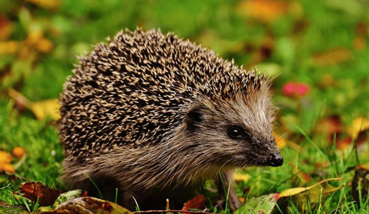 Ilustrační foto. Foto: Se svolením Města Cheb