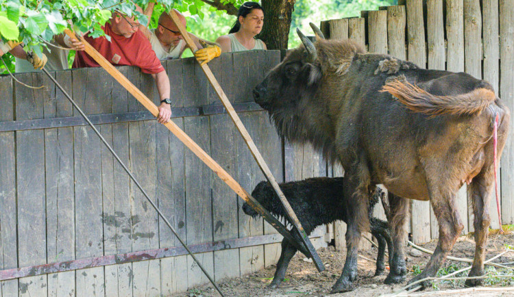 VIDEO: Malý zubr z pražské zoo hned po narození bojoval o život. Uvízl v bahně