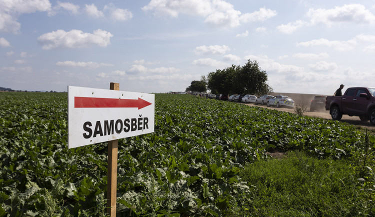 Dukát od Řípu na Hané. O víkendu začne u Olomouce populární samosběr česneku