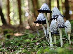 Karlovarská krajská nemocnice otevřela Mykologickou poradnu