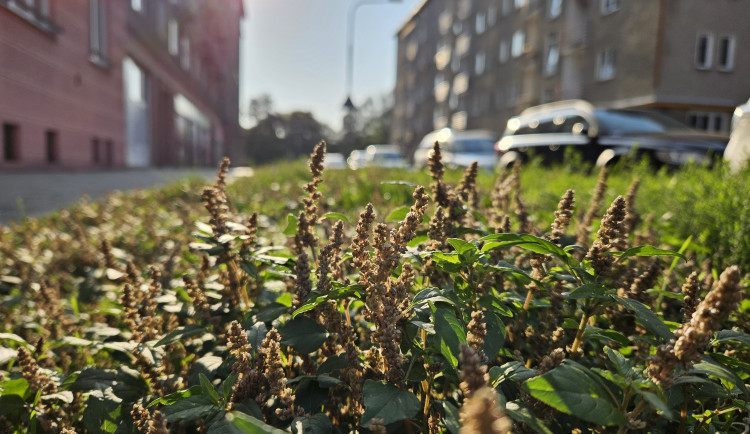 Studentka objevila v Olomouci 19 druhů rostlin, které zatím nikdo v ČR nenašel. Dostala cenu