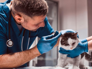Pro zřízení veterinární pohotovosti uděláme maximum, zní z hejtmanství