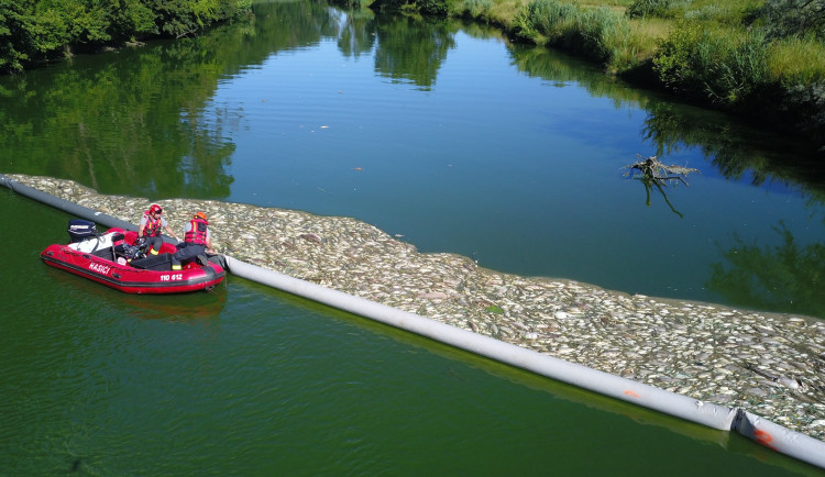 Ryby umírají, místní se bouří. Petici za záchranu Dyje podepsaly tisíce lidí