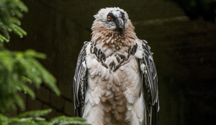 Samice orlosupa bradatého se z Liberce přestěhovala do Španělska. Za novým samcem