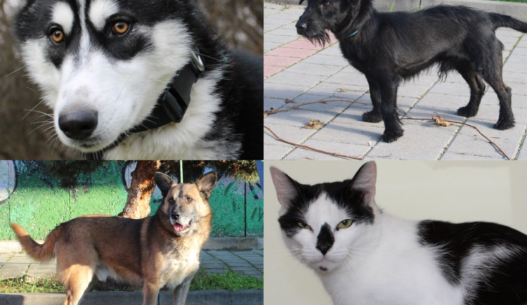 HLEDÁME PÁNÍČKA: Kocour pohodář, nedůvěřivec i psí puberťák čekají na nový domov