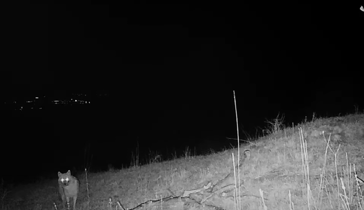 Fotopast na Pálavě zachytila dva šakaly, nejspíš se tam usadili natrvalo