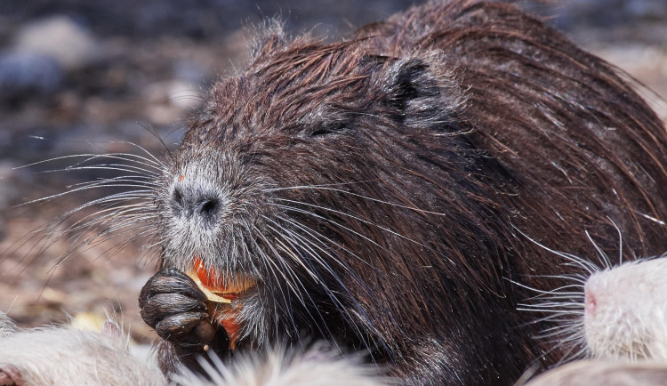 Nekrmte nutrie, prosí v Kyjově. Hlodavci se přemnožili, město se části z nich zbaví