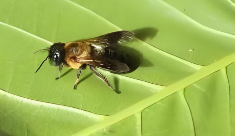 Na jižní Moravě se objevila exotická včela z Asie. Vypadá jako čmelák a nahlas bzučí