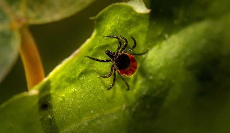 Lékaři v Brně pečují o pacienty s těžkým průběhem klíšťové encefalitidy