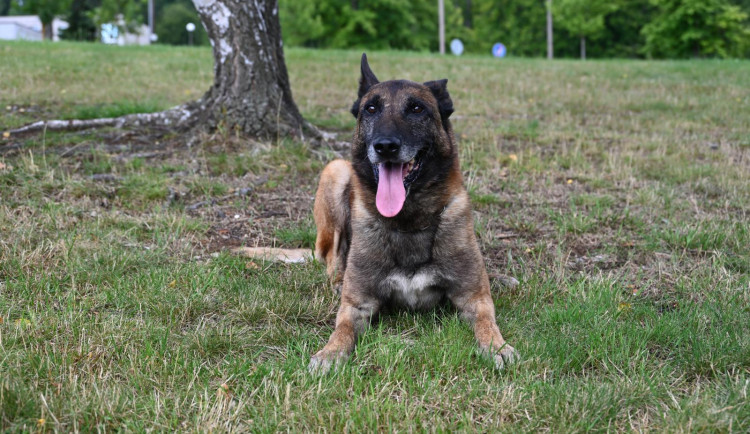 Policejní pes Rooney opět boduje. V Krkonoších našel ztraceného muže s Alzheimerem