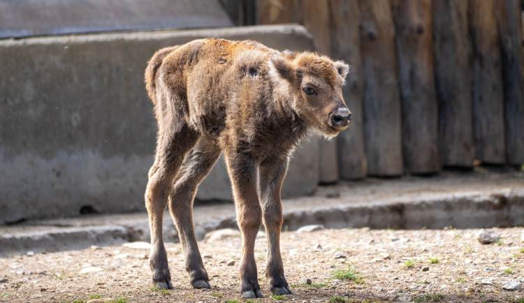 Mládě zubra, které hned po narození bojovalo o život, dostalo jméno Prskavka