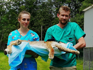 V záchranné stanici Drosera na Bublavě se starají i o mladou samici rysa