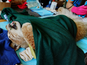 V záchranné stanici Drosera na Bublavě se starají i o mladou samici rysa