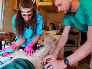 V záchranné stanici Drosera na Bublavě se starají i o mladou samici rysa