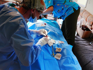 V záchranné stanici Drosera na Bublavě se starají i o mladou samici rysa