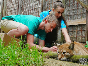 V záchranné stanici Drosera na Bublavě se starají i o mladou samici rysa