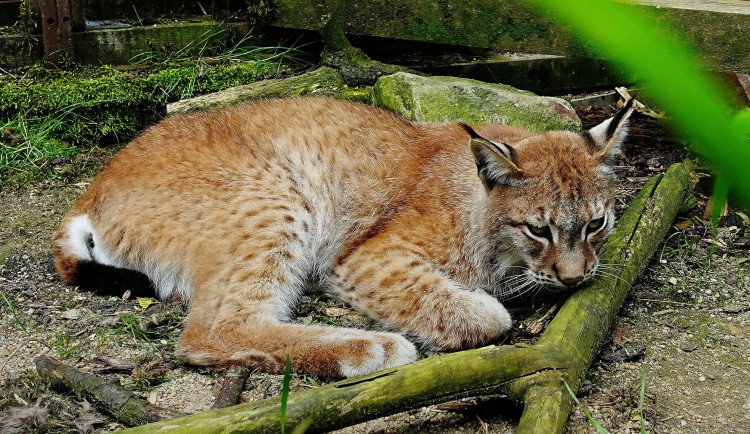 V záchranné stanici Drosera na Bublavě se starají i o mladou samici rysa