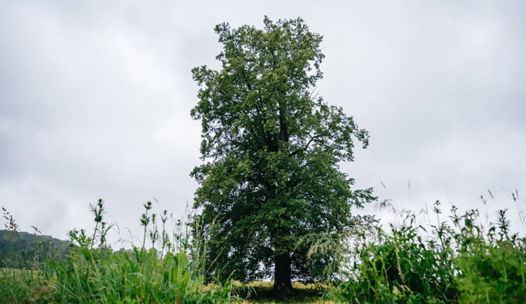 Poustevník ve finále. Lípa z Jeseníku sbírá hlasy v anketě Strom roku