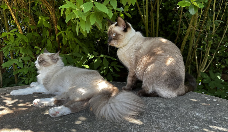Ostrava podpoří výsadbu ovocných stromů, útulek pro kočky i výuku včelařství na školách
