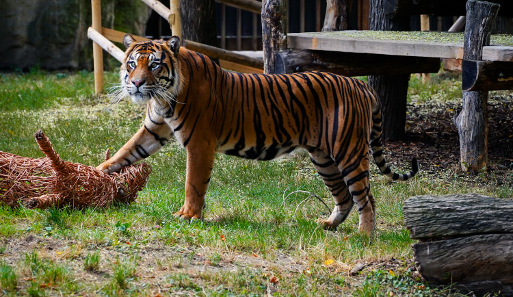 FOTO: Pražská zoo má nového tygra, miluje krvavé nanuky a parfém Chanel