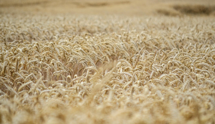 Deštivé počasí zpomaluje sklizeň na jihu Čech, která zaostává za minulým rokem