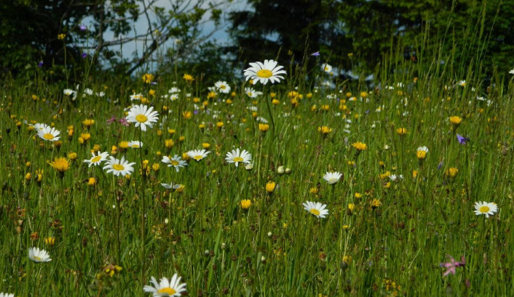 Orchideje, masožravky, ostřice. V Jeseníkách rostou vzácné druhy rostlin, hledaly je i děti
