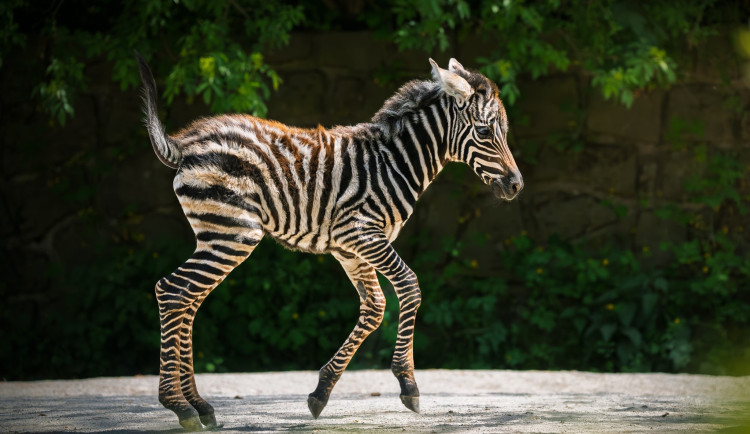 V Safari Parku Dvůr Králové nad Labem se narodilo mládě vzácné zebry bezhřívé