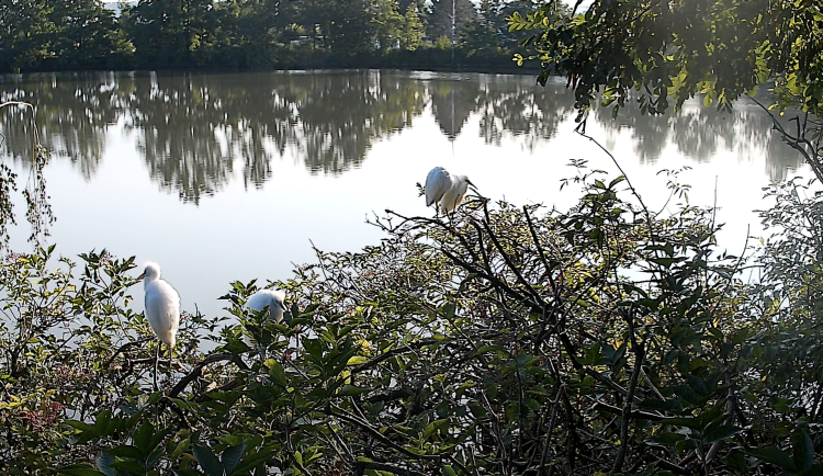 Hnízdění ptáků u Vrbenských rybníků pozorují online kamery, sledovat je můžete i vy