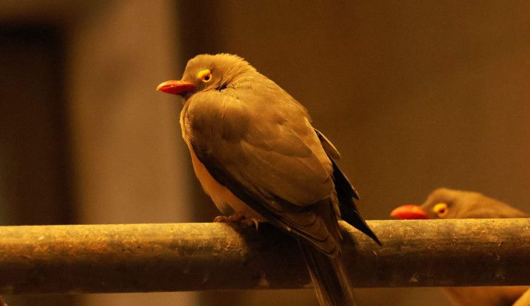 Poslední svého druhu v Evropě. Do brněnské zoo dorazil vzácný ptačí pár z Afriky