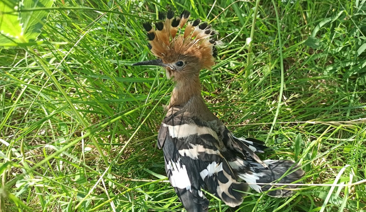 Dudci se vracejí do přírody. Na jižní Moravě se letos vylíhlo rekordní množství mláďat