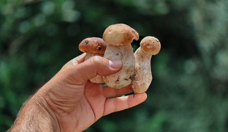 Na jihu Čech rostou zatím hlavně holubinky, hřiby jsou jen na Šumavě