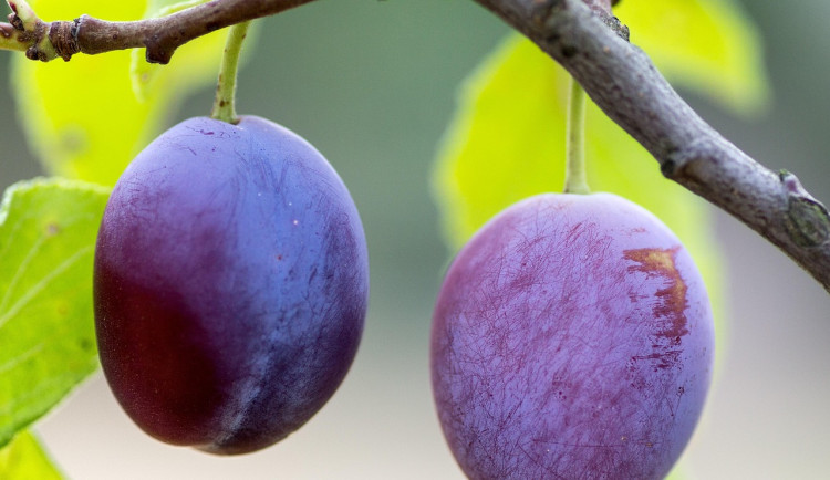 Ovocnáři hlásí bohatou úrodu meruněk a švestek, jablek i hrušek bude méně