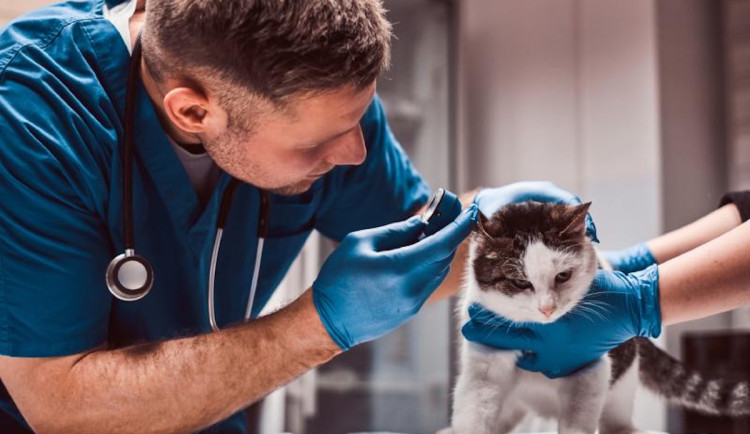 Karlovarský kraj jedná o využití objektu v Dalovicích pro veterinární pohotovost.