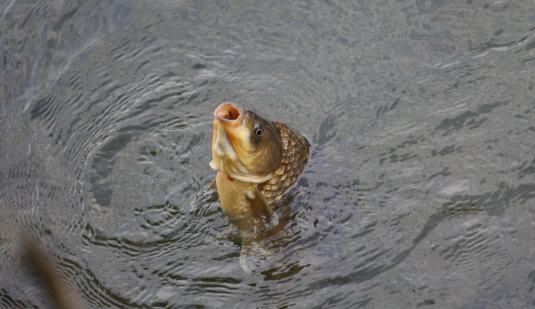 Horko opět ohrožuje ryby, hasiči zasahovali v nádrži Výrovice
