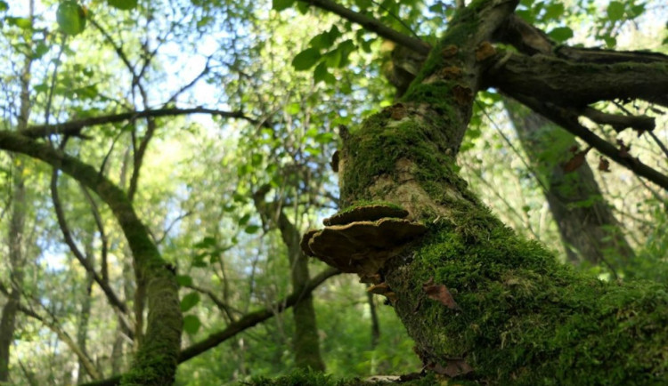 Ochránci přírody vykoupili na Karvinsku další pozemek, který ponechají přírodě