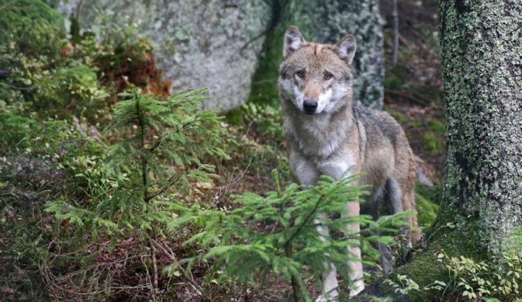 Testy DNA potvrdily, že na svobodě jsou ještě dva vlci uprchlí z výběhu v Srní