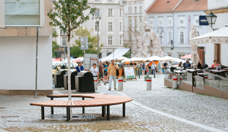 Ve Starobrněnské ulici roste odolná ambroň, vystřídala chřadnoucího předchůdce