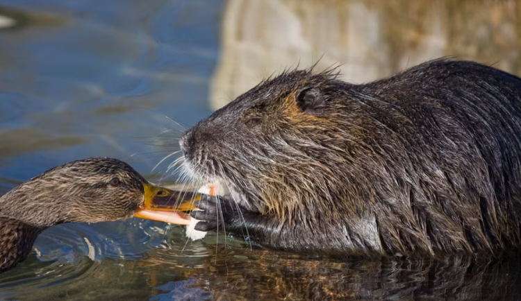 V Olomouci začal odchyt přemnožených nutrií, ničí břehy a poškozují trávníky v parcích