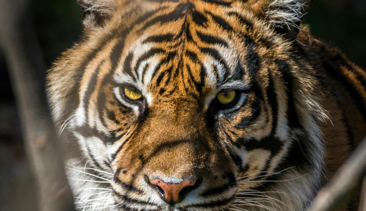 Humpolec zabavil přes 100 zvířat z nevyhovujícího chovu. Šelmy tam zůstávají