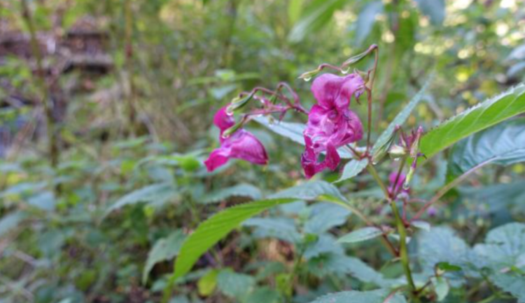 Ochranáři v Podyjí opět likvidovali netýkavku žláznatou. Invazivní rostliny postupně ubývá