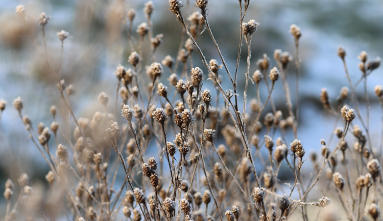 Na jihu Čech dnes ráno na Šumavě a v Novohradských horách mrzlo