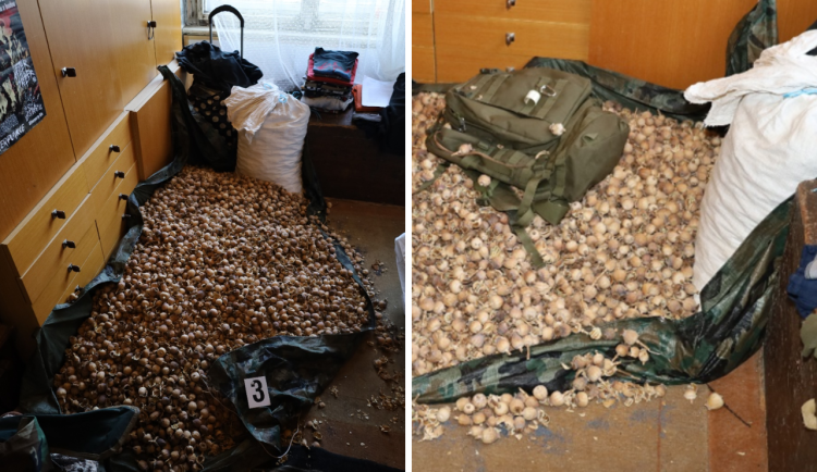 VIDEO: Trojice sbírala u Prahy makovice a vyráběla heroin. Jeden muž po užití zemřel