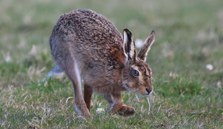 U uhynulých zajíců na Znojemsku se potvrdila myxomatóza, uvedli veterináři