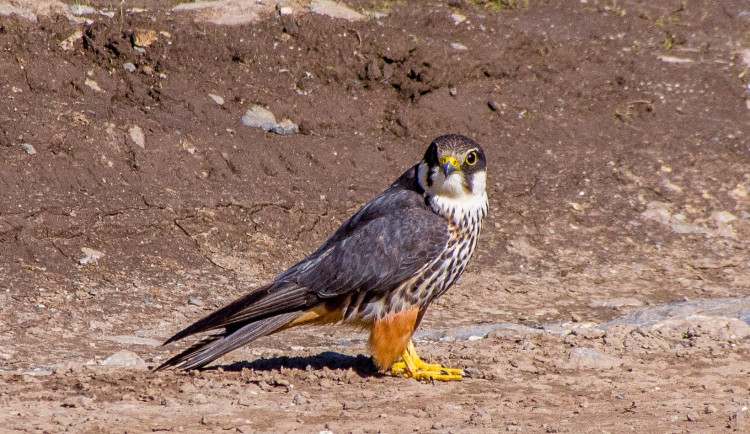 Nad Riviérou v Brně opět zahnízdil ostříž, ornitology potěšila i mláďata morčáka