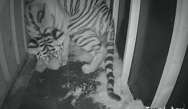 VIDEO: Tygřice Altaica porodila v Hluboké nad Vltavou tři mláďata