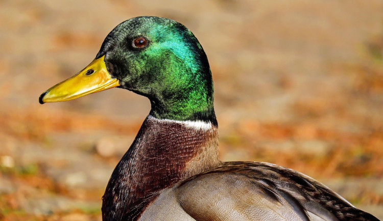 Myslivci mohou lovit kachny divoké, sezona potrvá do 30. listopadu