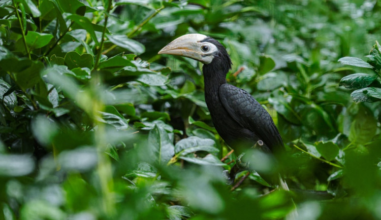 Pražská zoo slaví chovatelský úspěch, narodili se jí zoborožci běloocasí