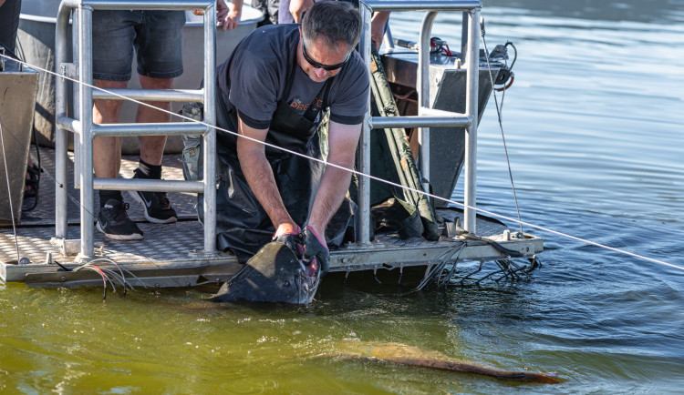 Populace sumce v lipenské přehradě poklesla, candáti prospívají