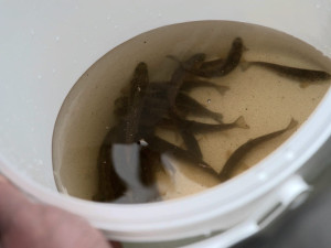 Populaci v přítoku řeky Teplé posílilo 100 osmiměsíčních pstruhů