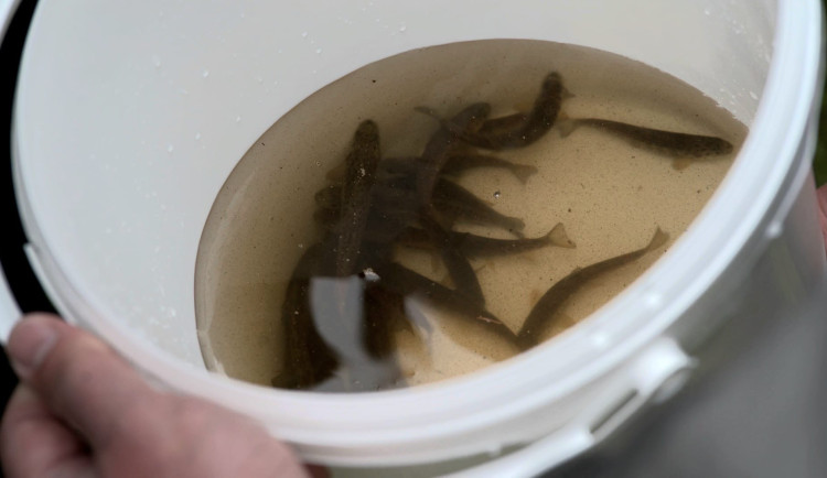 Populaci v přítoku řeky Teplé posílilo 100 osmiměsíčních pstruhů.